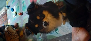 Tricolor Chihuahua sucht neues Zuhause