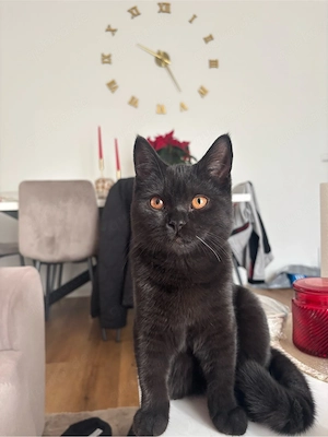 Bkh Mix Katze