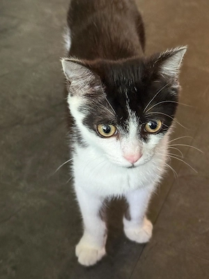 Kleine Katze sucht neues zu Hause 
