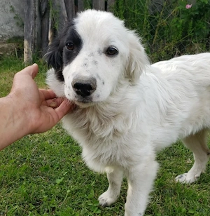 NUKA - liebevolles Hundemädchen (wartet in Rumänien)
