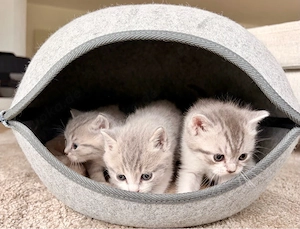 reinrassige BKH- Kitten suchen ein Zuhause 