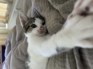 Süßer Kater sucht liebevolles Zuhause
