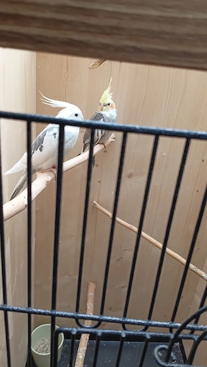 ich verkaufen meine schöne Vögel die sind jung umgicker 6 monat Alt wege allergi