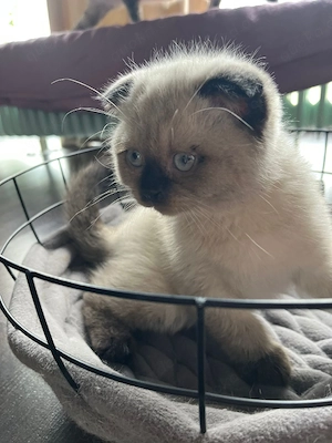 BKH Kitten süße kleine Kätzchen 