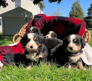 Wunderschöne Berner Sennenhund Welpen zu verkaufen   bereit für ein liebevolles Zuhause