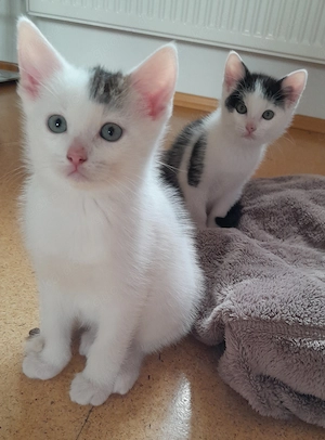 Kleine Katzen Babys 
