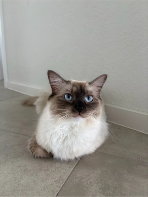 Wurfankündigung Ragdoll BKH Bild 2