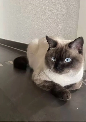 Wurfankündigung Ragdoll BKH Bild 3