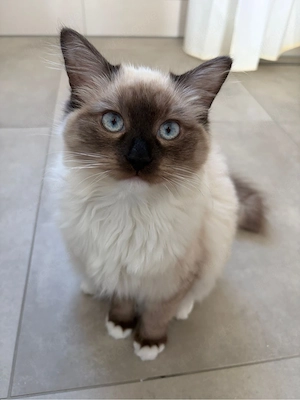 Wurfankündigung Ragdoll BKH