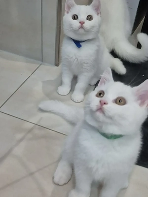 Bkh kitten geimpft und gechippt 