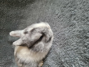 Löwenkopf Babys abzugeben