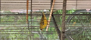 Kanarienvogel. Mit käfig. 