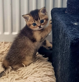 wunderschöne reinrassige bkh kitten 