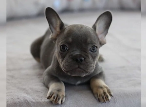 Wunderschöne Französische Bulldogge Welpen 