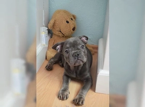 süße französische Bulldoggen Welpen!!