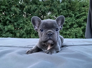 süße französische Bulldoggen Welpen