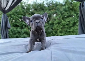 süße französische Bulldoggen Welpen