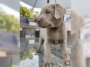 Süße Labrador Retriever Welpen