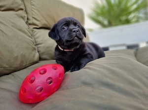 wunderschöne Typvolle Labrador Welpen Bild 5