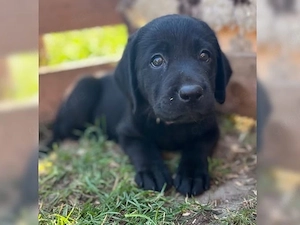 wunderschöne Typvolle Labrador Welpen Bild 2