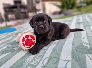 wunderschöne Typvolle Labrador Welpen Bild 4