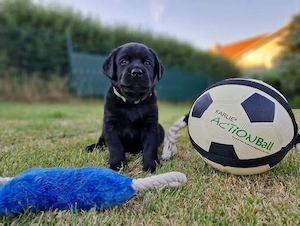wunderschöne Typvolle Labrador Welpen