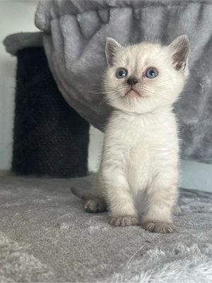 BKH Kitten *2 Jungs & 1 Mädchen*