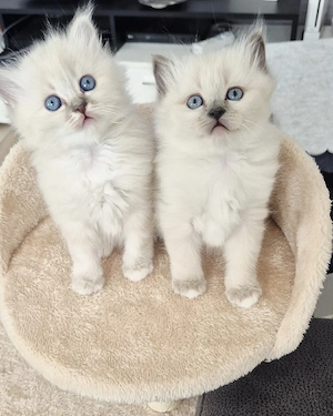  Zuckersüße Heilige Birma Kitten suchen ihr Traumzuhause! 