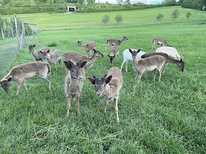 Damwild, Damhirsch, Spießer, Schmaltiere, Neumühle-Riswicker