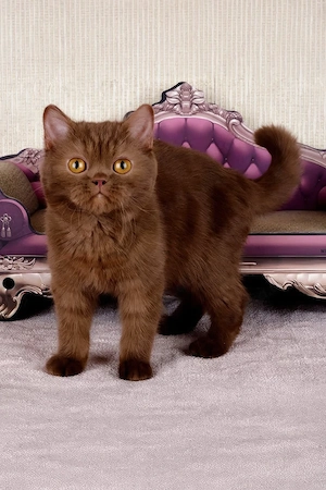 Wunderschöner British Shorthair-Kater in Schoko   geimpft & freundlich