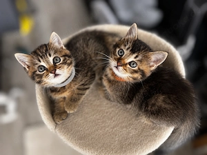 BKH Kitten - Britisch Kurzhaar Babykatzen