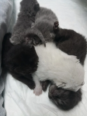 Biete pflegestelle für kitten  Würfe 