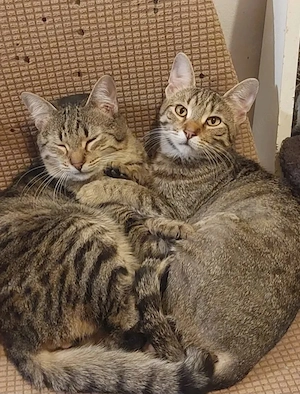 Tina & Tino Schmusetiger suchen Familie zum kuscheln