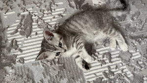 Britisch kurzhaar Katze 