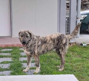 Hund Rüde Tierschutz Groß Bundesweite Vermittlung 