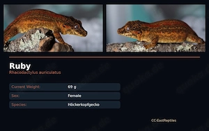 R. Auriculatus red striped 0.1 adult