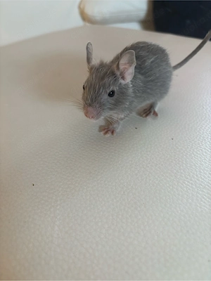 2 süße Degu-Mädchen Bild 5