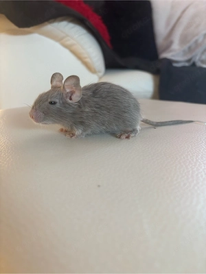 2 süße Degu-Mädchen Bild 4