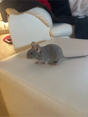 2 süße Degu-Mädchen Bild 3