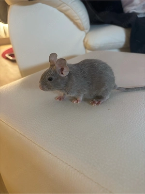 2 süße Degu-Mädchen Bild 2