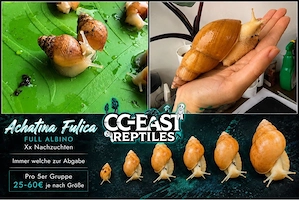 Achatina Fulica full albino NZ achatschnecken