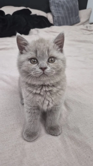 Britisch kurzhaar Kitten 