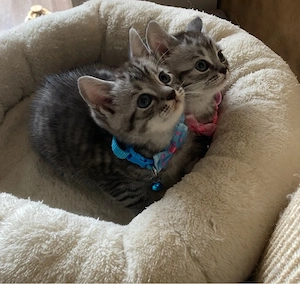 BKH Kitten