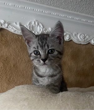 BKH Kitten