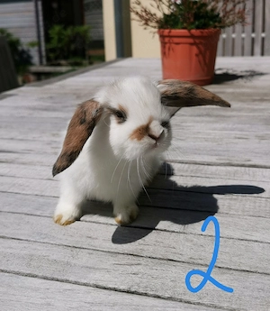    Zwergwidder    8 Wochen alt, Hasen, Kaninchen, Zwerghasen 