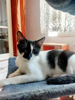 Thea Freundliches Katzenmädel sucht Familie zum Kuscheln Bild 3