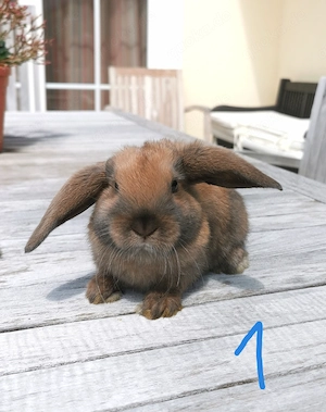 Zwergwidder 9 Wochen alt, Hasen, Kaninchen, Zwerghasen  Bild 2