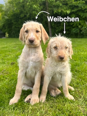 Labradoodle Welpen suchen ein neues Zuhause