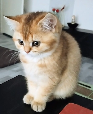 BKH Kitten (Weibchen)