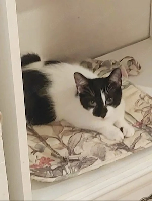 Thea Freundliches Katzenmädel sucht Familie zum Kuscheln Bild 2